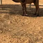 للبيع بعير اصفر