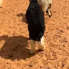 خروف نجدي(تم البيع)