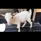 الرياض