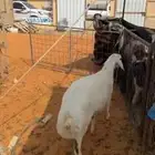 خروف مشروك نعيمي مع حري طيب ونظيف وشحم عمره 6 شهور