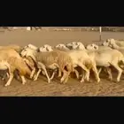 هذي 57راس دفيع ومضاريع طيبه موقعها مكه التواصل واتس