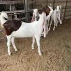 ثلاث جذعات حجازيات خصم