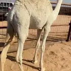 للبيع القعود