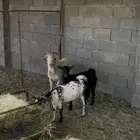 معزاء قزميه سوم تفريد من 1000