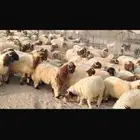 اذكر الله وصلوا على النبي أعرض لكم عدل ديان النعيم الطيب ا