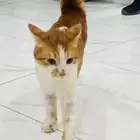 قطط لتبنى