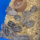 هامستر ونتر وايت الاليف جدا توفر من جديد