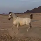 خيل