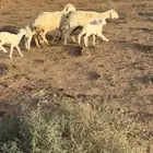 للبيع غنم ولد