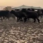 شرق النعيريه التواصل واتساب