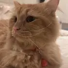 قطو شيرازي