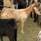 تيس عارضي اصفر مشروط الصحه والقريع