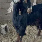تيس مشروط