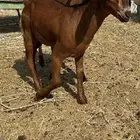 تيسين طيبات للبيع