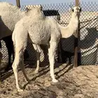 حوارة طيبة للبيع