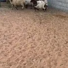 نعيم طيب وسعر طيب