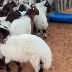 هرافا نعيم فاخر