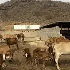 بقر متابيع 10