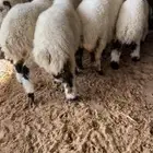 بهم نعيم