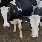 ثيران عجول حسلان بلدية هولندية للبيع