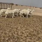 غنم حريات طيبه للبيع