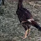 دجاج جبنيز وفرخ شامو للبيع