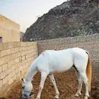 حصان شعبي حار