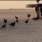 دجاج بلدي صحي - العدد   50 - الديك   5 - ماعليها تطعيمات