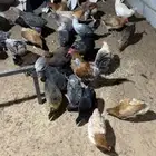 دجاج بياض (تم البيع)