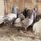 خمس زواج حمام وثلاثة وعشرين أو  وأربعة وعشرين فروج