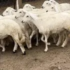14 رخال جذعات حرش من غنم شهران دفع