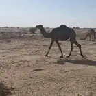 بكره صفرا