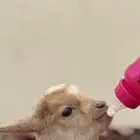 تيس قزمي صديق الأطفال