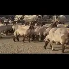 جذعات نعيم دبس .