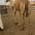 نياق قصب طيبة