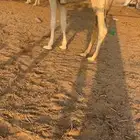 قعود طيب بالحيل