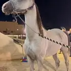 حصان حار حار للبيع