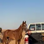 مهر شعبي معسوف