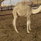 قعود تحت أمه