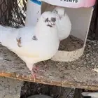 جوز حمام كنق