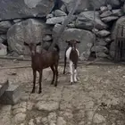 جفار فاخرات