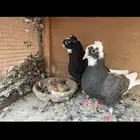 للبيع جوز حمام قطيفي قلاب