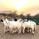 سواكن مرابي فل شحم .