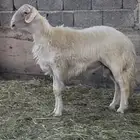 مشروع فحل اصفر محلس العمر خمسه اشهر