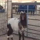 رخل نعيمية