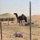 لطام ولد فزاع بن شري