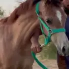 3 امهار واهو