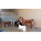 ماعز