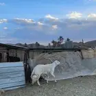 خروف فحل صنف الصنف