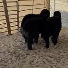 ارخال عرب سمان وطيبات